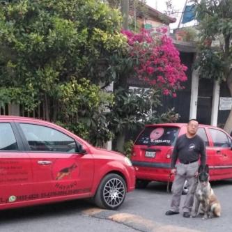 ADIESTRAMIENTO CANINO en Sector Popular - Imagen 6