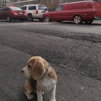 ADIESTRAMIENTO CANINO en Sector Popular - Imagen 8