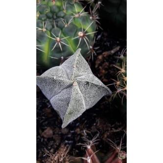 ASTRO CACTUS 4 SIDES in Permatang Kuching - Image 1