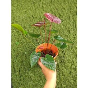 Anthurium Hitam 黑色火鹤 in Kota Kinabalu - Image 1