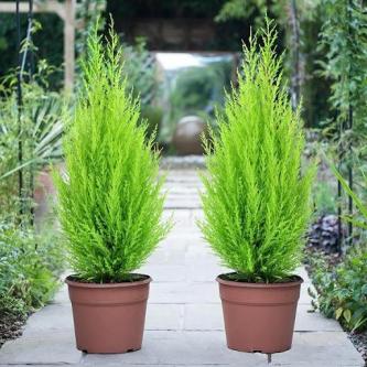 Aromatic pine tree for table in Geylang - Image 1