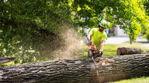 Asheboro Tree Service in Greensboro - Image 2