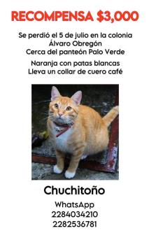 BUSCAMOS A CHUCHITOÑO XAL VER en Gustavo A. Madero - Imagen 2