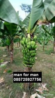 BodyToBody msge sensual in Jakarta - Image 1