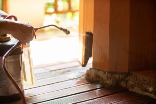 Cockroach Control Services in Coimbatore in Palladam - Image 1