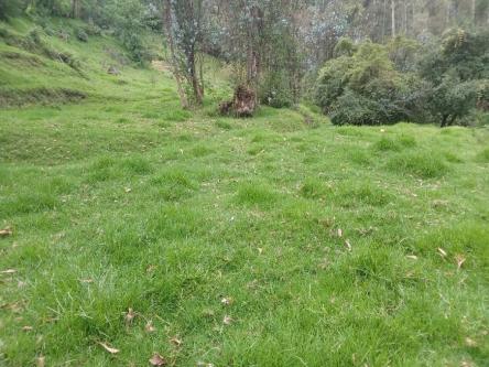 DOS HECTAREAS EN PINTAG en Sangolquí - Imagen 2