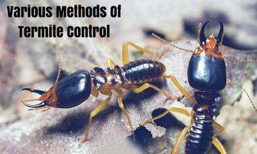 Effective Termite Control Services in Noida – Call for Quick Rel in Noida - Image 1