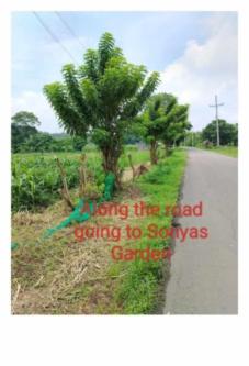 FARM AND LOT FOR SALE in Trece Martires - Image 2