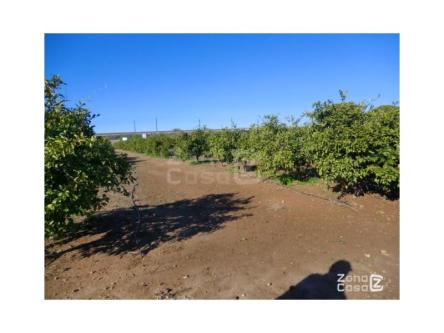 FINCA RUSTICA en Algemesí - Imagen 1