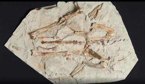 Fossil Fest in Hamilton - Image 1