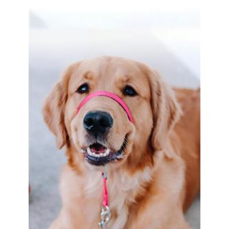 Gentleman'S Leash Dog Halter Training Head Color Nylon … in Singapore - Image 1