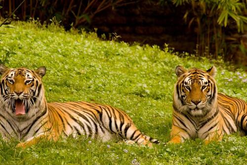 Golden Triangle Tour With Ranthambore in Oriya - Image 1