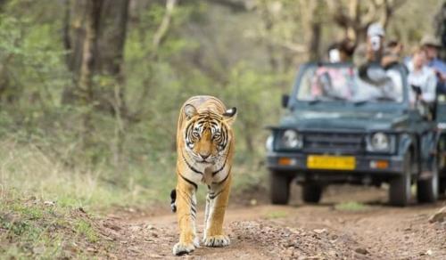 Golden Triangle Tour With Ranthambore in Oriya - Image 3