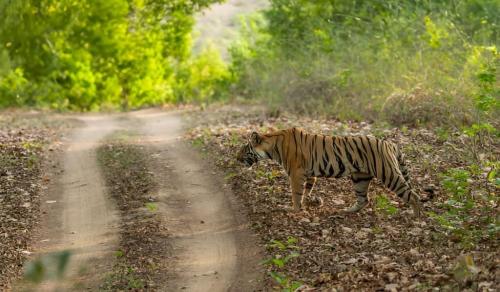 Golden Triangle Tour with Ranthambore in Oriya - Image 3