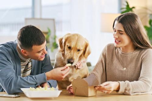 How Can Goat Milk for Dogs Help with Lactose Intolerance in Delhi - Image 1