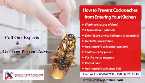 How Prevent Cockroaches – Free Expert Tips in Dubai - Image 1