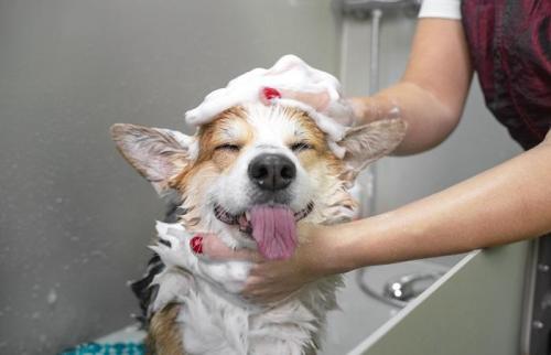 Hydro Bath Service For Pets In Goa By GlamPetz in Panaji - Image 1