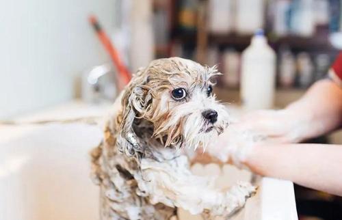 Hydro Bath Service For Pets In Goa By GlamPetz in Panaji - Image 2