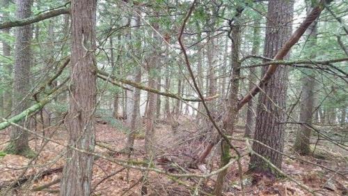 Johnson Rd, Windham, Plot For Sale in Portland - Image 1