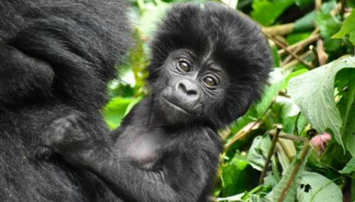 Kigali Rwanda Travel Deals | Blueberry Travel Rwanda in Dwārka - Image 1