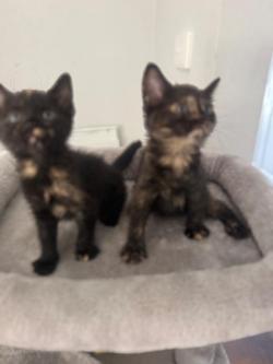 Kittens so cute! in Coombabah - Image 1