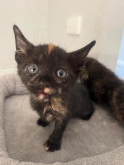 Kittens so cute! in Coombabah - Image 4