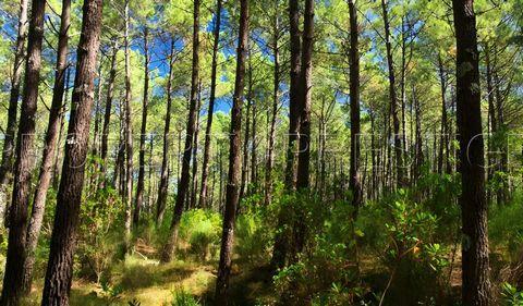 LANDES EXPLOITATION FORESTIERE 86 HA à Mont-de-Marsan - Photo 1