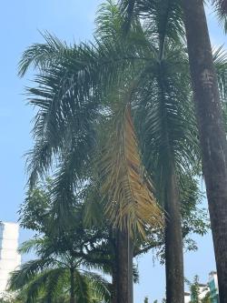 Local Ind guy looking for partner in Singapore - Image 1