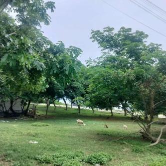 Lot For Sale In Lapu Lapu in Lapu-Lapu City - Image 1