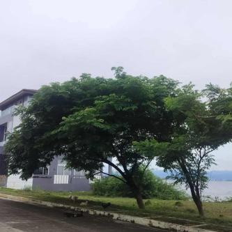 Lot For Sale In Lapu Lapu in Lapu-Lapu City - Image 3