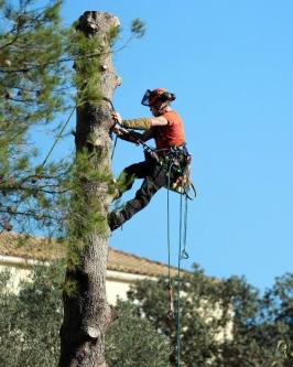 M.R Gardening & Tree Service in Dublin - Image 6