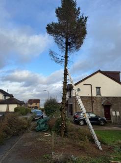 M.R Gardening & Tree Service in Dublin - Image 8