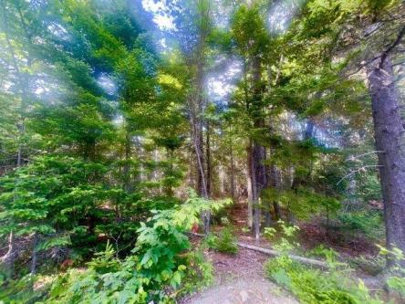 M/- Taylor Farm Rd, Rangeley, Plot For Sale in Bangor - Image 1
