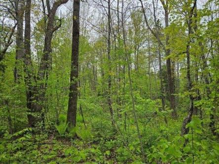 Mile Hill Rd, New Sharon, Plot For Sale in Bangor - Image 1