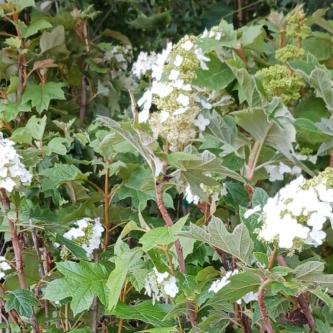 Oakleaf Hydrangea Trees in Gresham - Image 1