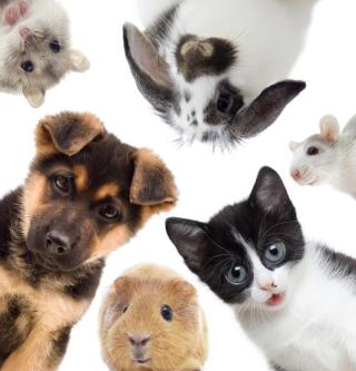 Online Vet Help Anytime! in Jackson - Image 3