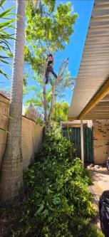 Only Trees - your local tree services in Nerang - Image 8