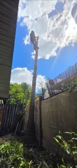 Only Trees - your local tree services in Nerang - Image 10