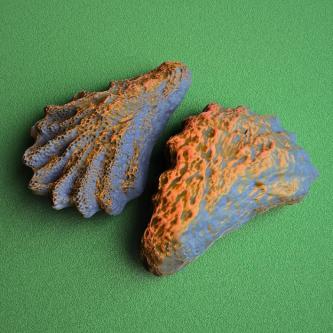 Oyster Shell Vol. 5 - High-Detail 3D Printable Organic Model in Varanasi - Image 5