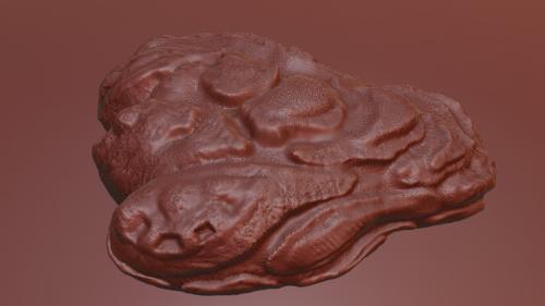 Oyster Shell Vol. 8 – High-Detail 3D Printable Model in Varanasi - Image 3