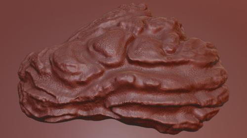 Oyster Shell Vol. 8 – High-Detail 3D Printable Model in Varanasi - Image 4