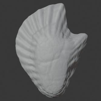 Oyster Shell (Volume 11) in Varanasi - Image 3