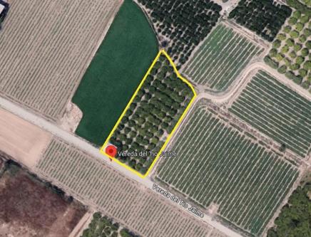 PARCELA RÚSTICA EN VENTA SANTOMERA en Elx - Imagen 1