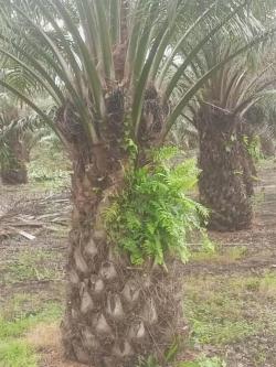 PARCELLE EN VENTE A DABOU à Abidjan - Photo 1