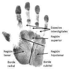 PERITO GRAFOTECNICO DACTILOSCOPICO en Tumbes - Imagen 7