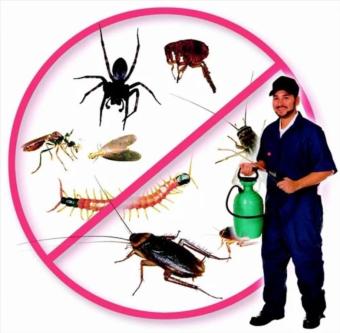 PEST CONTROL SERVICES in New Delhi - Image 7