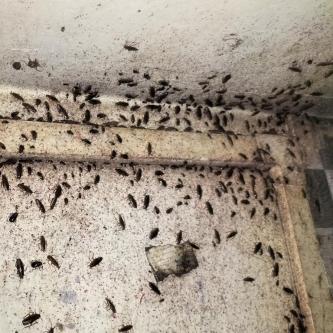 PEST CONTROL SERVISES in Aurangabad - Image 2