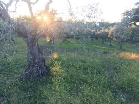 Parcela en Cáceres - Imagen 1