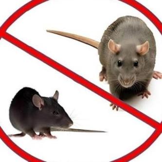 Pest control services in Cape Town - Image 1