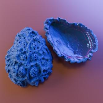 Premium Sea Shell & Oyster Collection – Digital 3D Models in Varanasi - Image 7